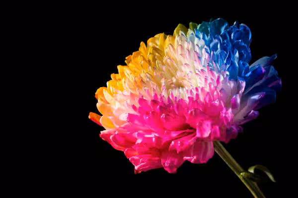 Colorful dyed flower
