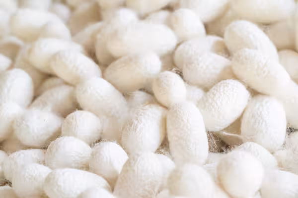 Silk cocoon